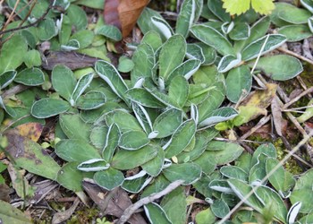 Kleines Habichtskraut (Hieracium pilosella) - © Philipp Sengl